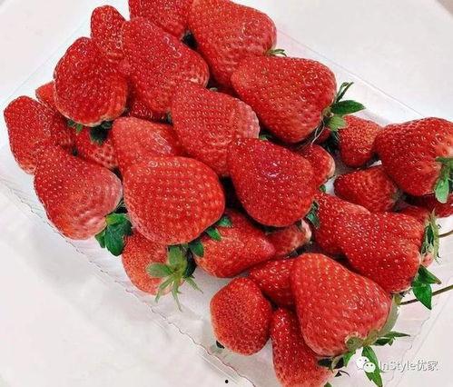 丹东草莓爆料最新消息,丰收季即将来临，品质与产量双提升